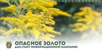 Республиканская информационная кампания "Опасное золото" по борьбе с опасными инвазивными растениями