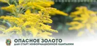 Республиканская информационная кампания "Опасное золото" по борьбе с опасными инвазивными растениями